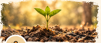 A young seedling growing in rich soil